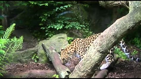 Edinburgh Zoo Animals June 17th 2013 - YouTube