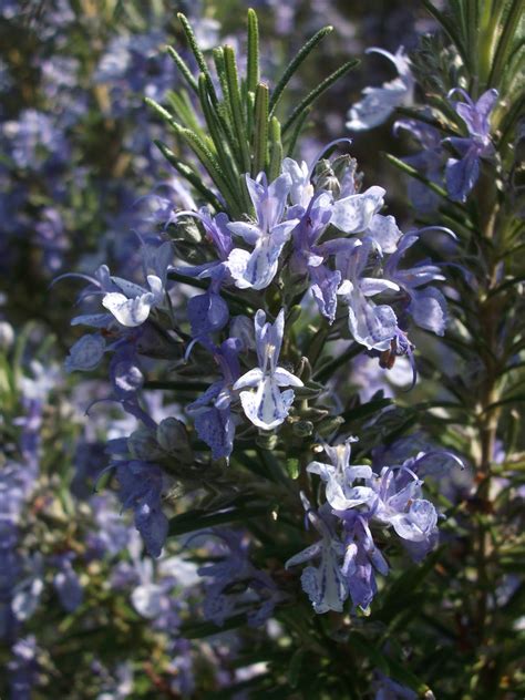 What ho Hidcote!: Sissinghurst plants