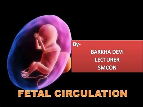 Fetal Circulation Animation