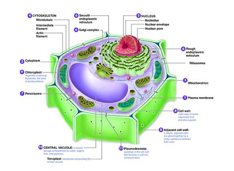 Plant Cell Organelles