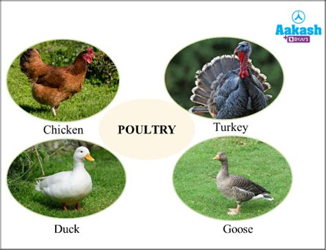 Poultry Farming Project, Disease management & Breeds | AESL