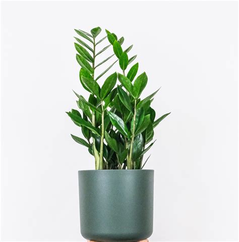 ZZ / Zamioculcas zamiifolia (Indoor Plant) – Happy Garden