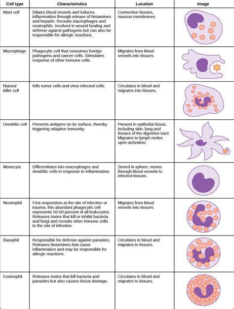 Biology, Animal Structure and Function, The Immune System, Innate ...