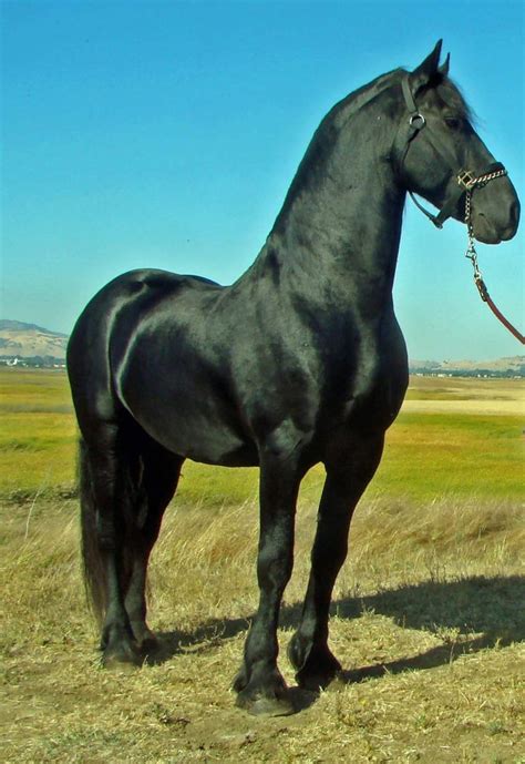 Friesian stallion, Apollo #stonewallsporthorse #knabstrupper #friesian ...