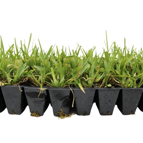 Palmetto St. Augustine Grass Plugs | Sod Solutions