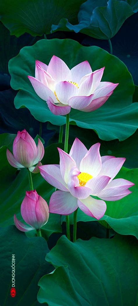 40 Peaceful Lotus Flower Painting Ideas - Bored Art