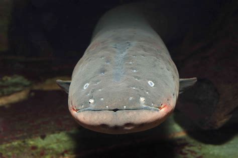 Shocking Electric Eel Facts