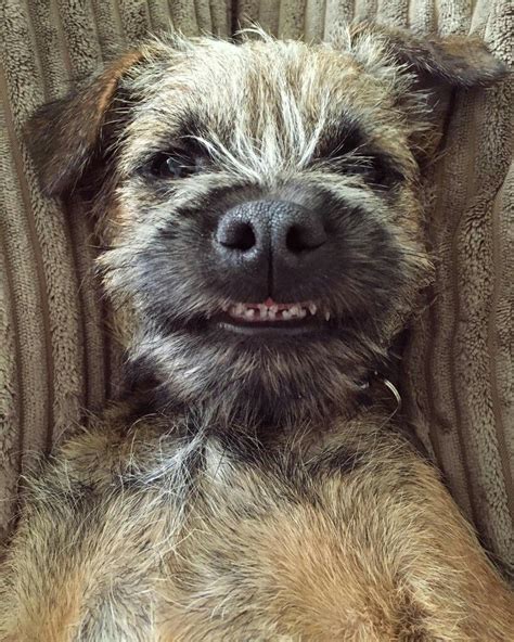 Pin by Toni H on Border Terriers rock! | Border terrier puppy, Terrier ...