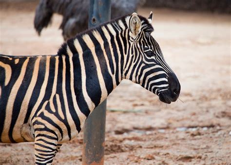 Plains Zebra - Zoo Atlanta