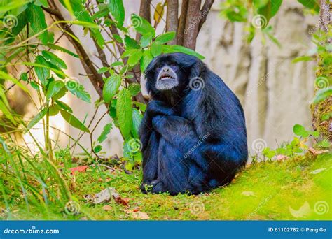 Siamang Gibbon stock photo. Image of meadow, gibbon, face - 61102782