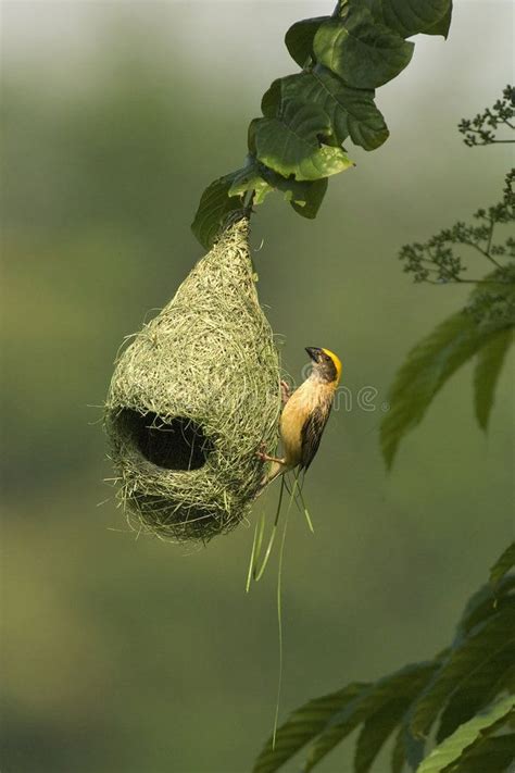 Baya Weaver Nest. A male Baya Weaver Bird in the process of building up ...