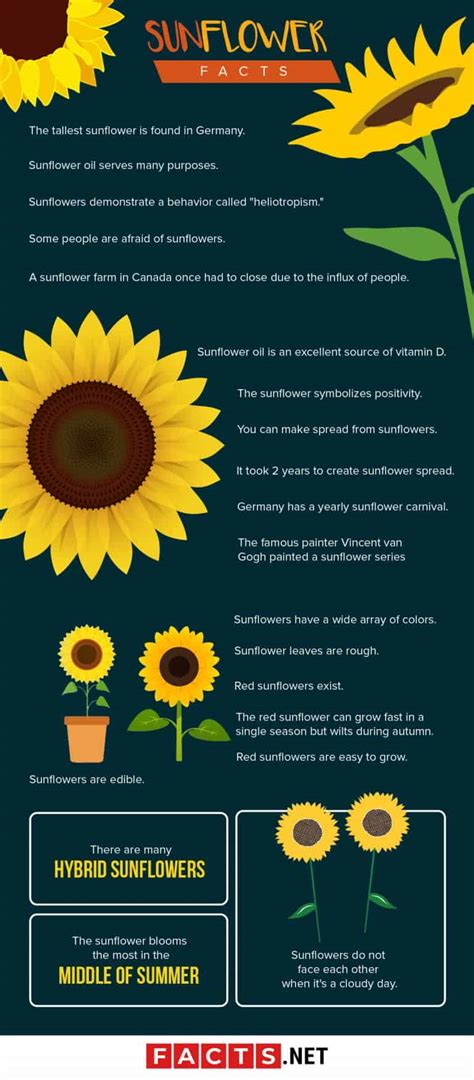 70 Interesting Sunflower Facts To Brighten Up Your Day - Facts.net