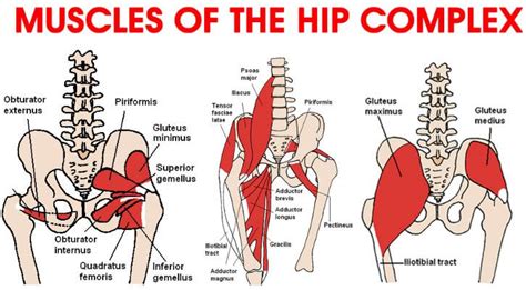 Hip Flexor Anatomy Diagram