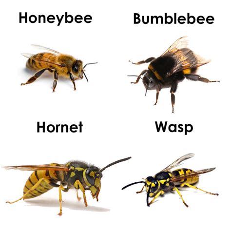 Hornet Vs Wasp