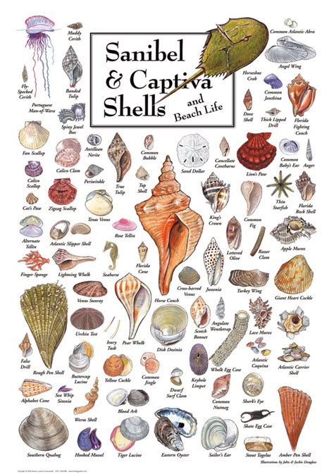 Shells of Sanibel & Captiva Puzzle | Jigsaw Puzzles