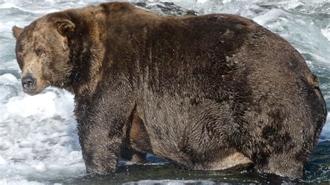 Katmai NP Prepares For A New Year Of Fat Bear Week Bracket