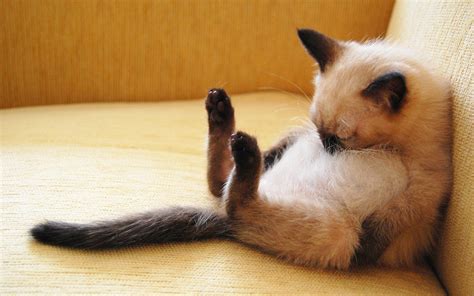 What Cat Sleeping Positions Say About Your Feline