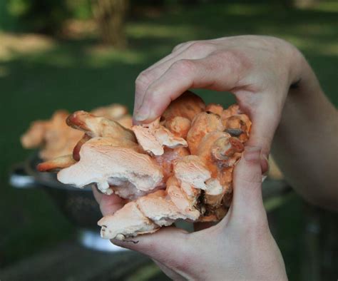 Chicken of the Woods Identification and Common Look-Alikes