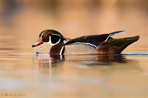 Wood duck drake water drip | Wood ducks, Water drip, Drake