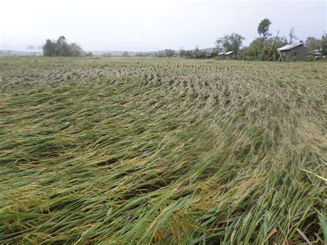 Typhoon Ompong: Impacts on Cordillera Region - Citizens Disaster ...