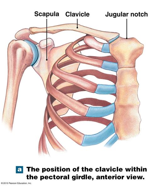 The two bones of the pectoral girdle. | Human body systems, Anatomy ...