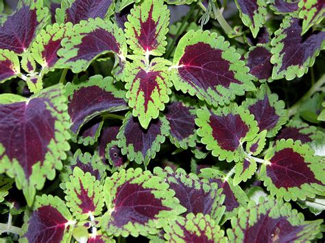 19 Colorful Plants for Shade Gardens - Sunset Magazine