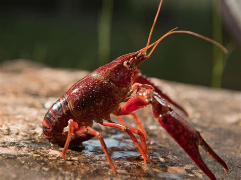 Largest Crayfish Species