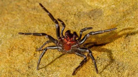 A Sydney funnel-web spider bite isn't the end of the world