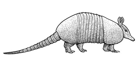 Armadillo Illustration Images – Browse 2,771 Stock Photos, Vectors, and ...