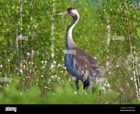 Common Crane stands for back view in green marsh breeding habitat Stock ...