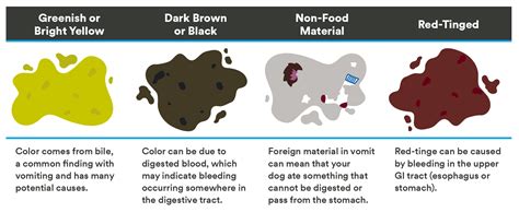 Vomit Identification Charts for Dogs | Thrive Pet Healthcare