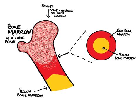 What is the difference between red and yellow bone marrow? | Centre of ...