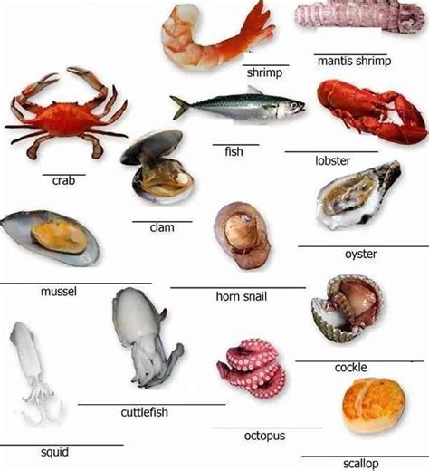 Meat, Poultry and Seafood Vocabulary | English vocabulary, Learn ...