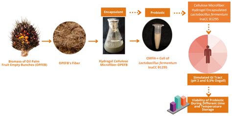 Fermentation | Free Full-Text | Probiotic Properties of Lactobacillus ...