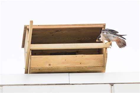 Peregrine Falcon Nesting Box | UP Health System - Marquette