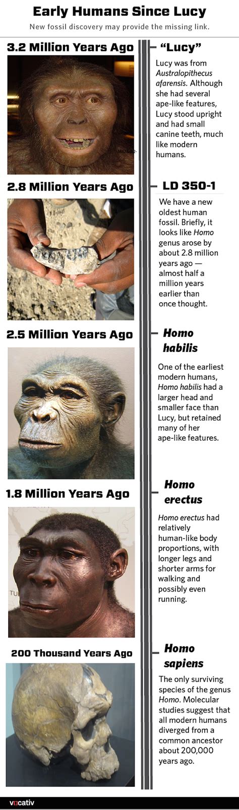 The timeline of human evolution graphic - Business Insider