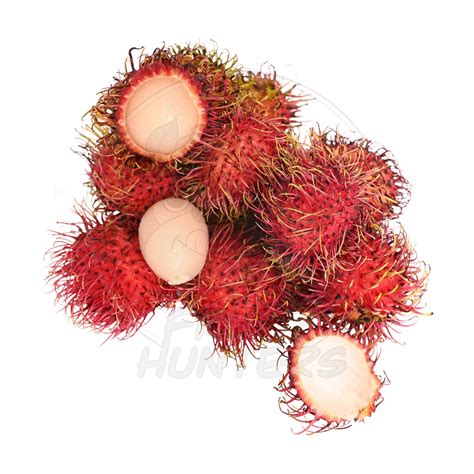 Rambutan Fruit Drawing