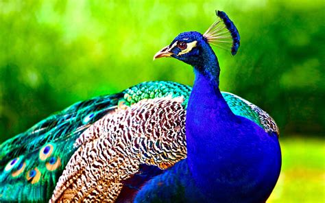 Peacock Backgrounds Free | PixelsTalk.Net