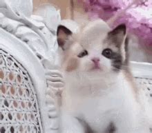 Kitten Cute Kitten GIF - Kitten Cute Kitten Cute - Discover & Share GIFs