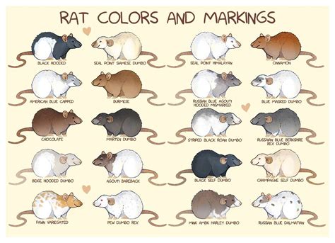 Rat colors and markings | Pet rats, Baby rats, Cute rats