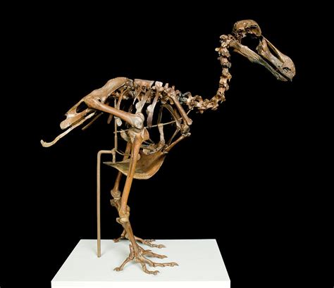 Dodo Skeleton Photograph by Natural History Museum, London - Pixels