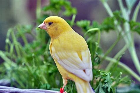 The Canary Symbolism | Learn From The Most Cheerful Bird Being Around