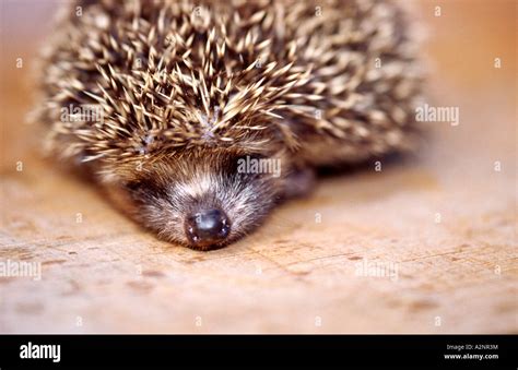 Close-up of hedgehog sleeping Stock Photo - Alamy