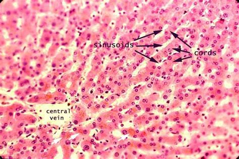 Liver Histology Kupffer Cells