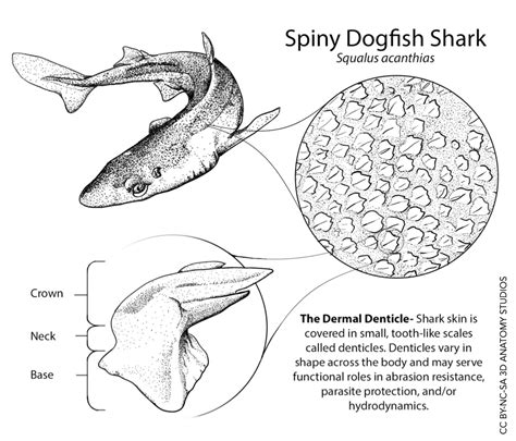 Spiny dogfish shark denticle in context - 3D Anatomy Studios