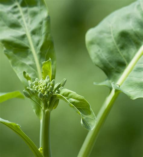 Buy Kai Lan | Chinese Broccoli | Sarah Raven