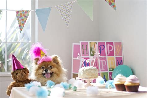 National Dog Day Ways To Celebrate