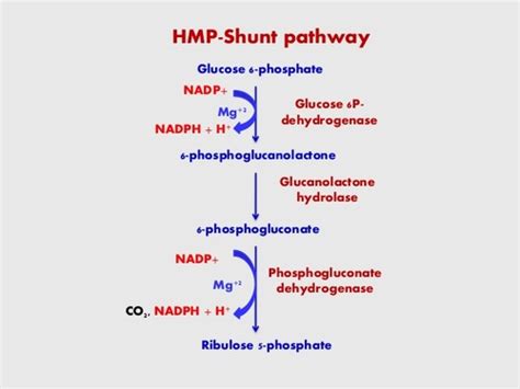 HMP Shunt Flashcards | Quizlet