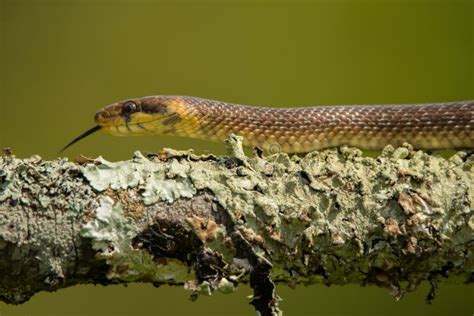 Aesculapian Snake Zamenis Longissimus, Bieszczady Mountains, the ...