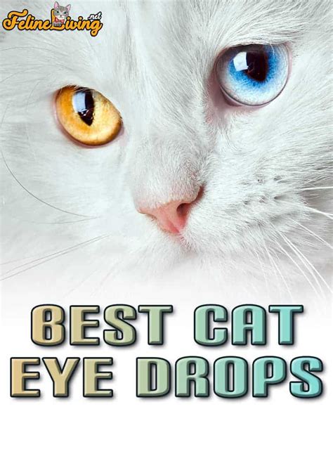 5 Best Cat Eye Drops In October 2024: Buying Guide And Reviews